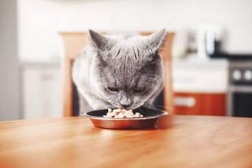 Nutrientes esenciales en la comida del gato