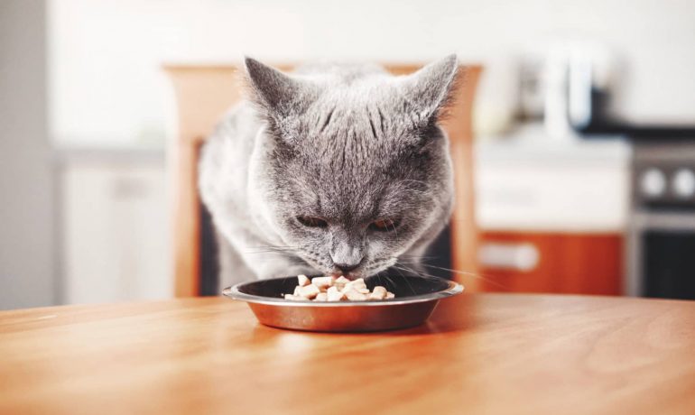 Nutrientes esenciales en la comida del gato