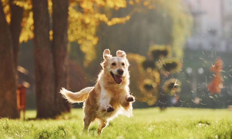 Zoomies en perros: movimientos de felicidad en tu peludo