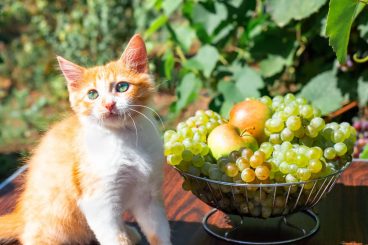 ¿Los gatos pueden comer uvas o son malas para ellos?