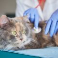 Mi gato tiene asma: todo lo que debes saber sobre asma felina