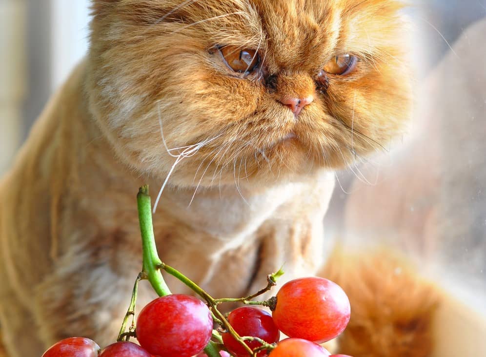 Por qué los gatos no deberían comer uvas