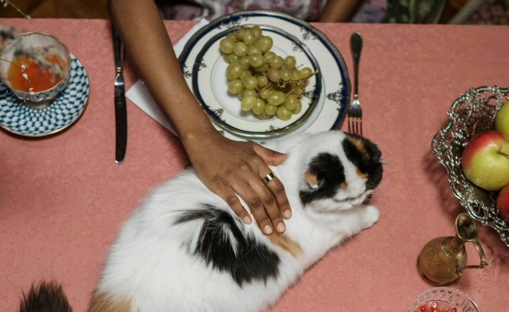 ¿Qué hago si mi gato ha comido uvas?