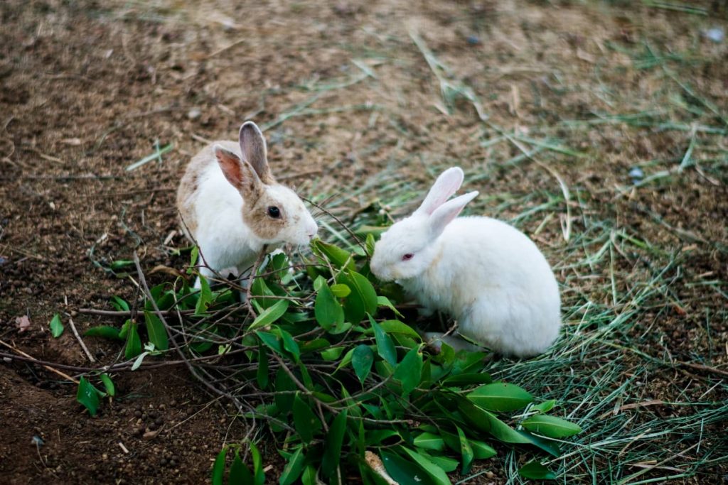 Síntomas de intoxicación en conejos por plantas venenosas
