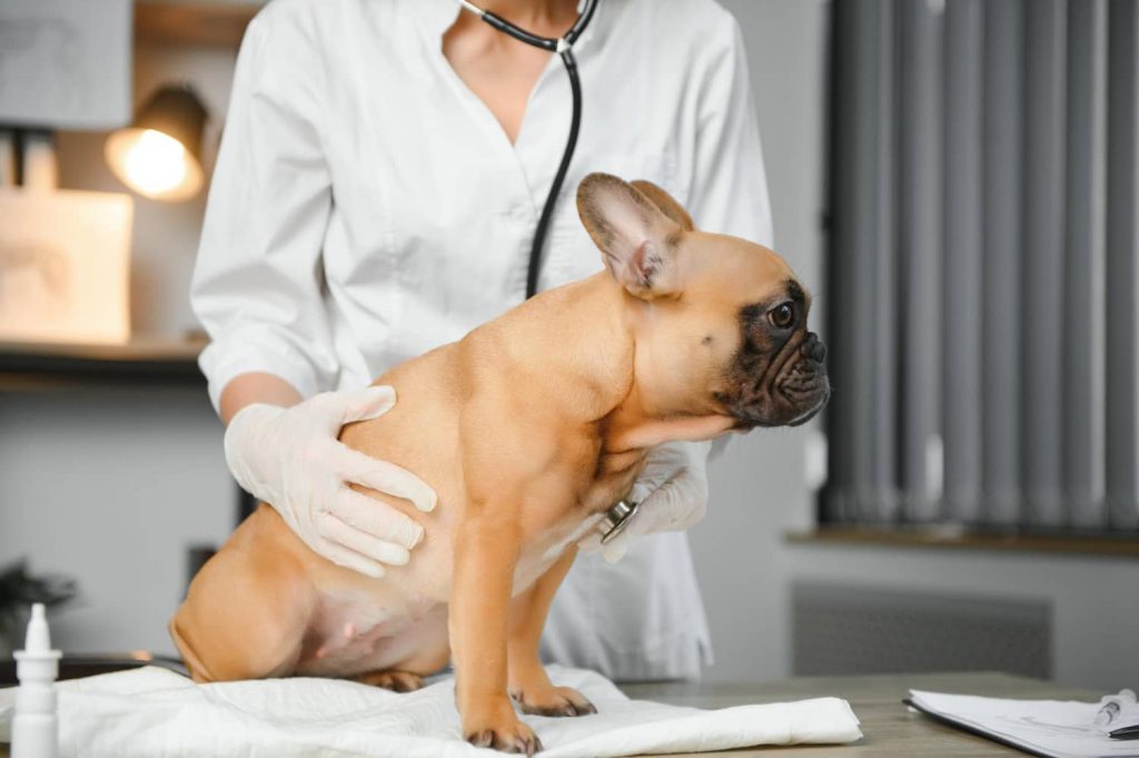 Síntomas de la pancreatitis en perros