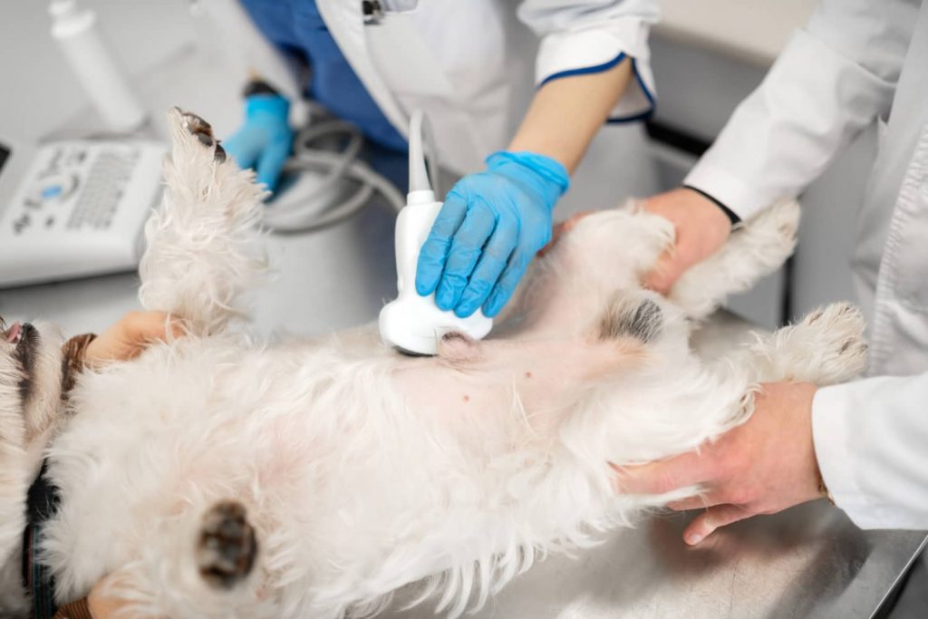 Tratamiento de la pancreatitis en los perros