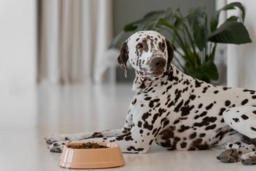 ¿Los perros pueden comer lentejas?