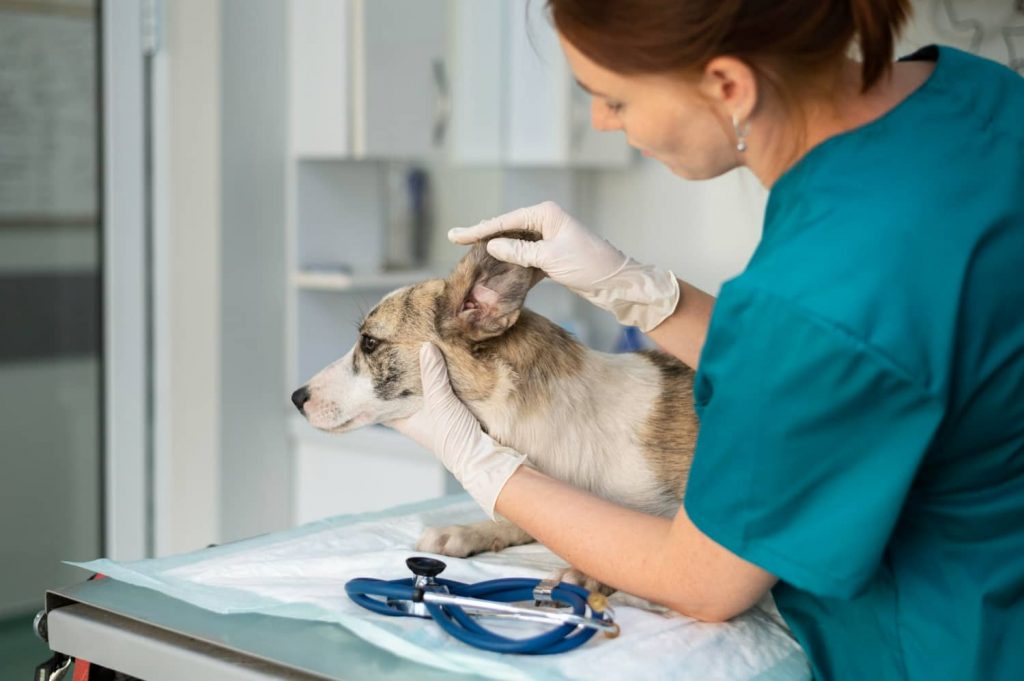 Veterinaria examina causas de hinchazón en la cara de un perro