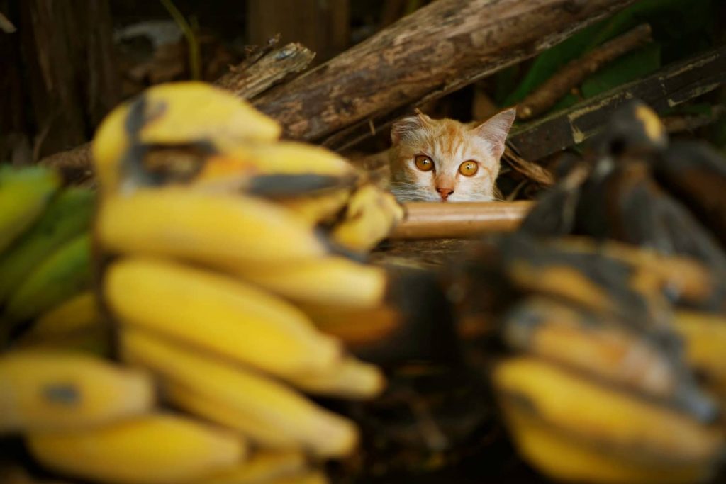 Beneficios potenciales de dar plátanos a los gatos