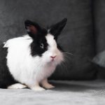 Comunicación del conejo: entendiendo su lenguaje y comportamiento