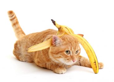 Los gatos pueden comer plátano: ¿sí o no?
