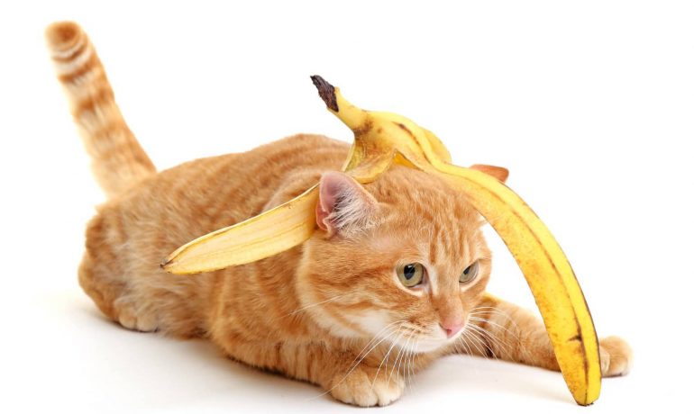 Los gatos pueden comer plátano: ¿sí o no?