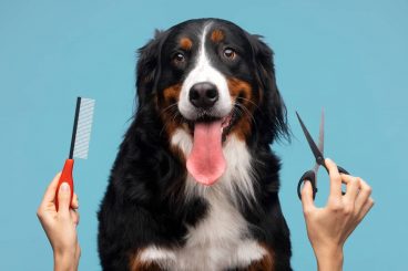 Grooming de mascotas: guía completa