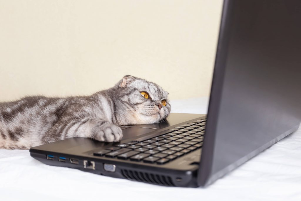 ¿Qué se puede hacer en una consulta veterinaria online?