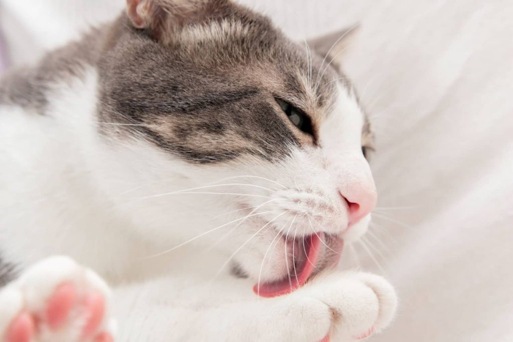Tipos de sarna en gatos más comunes