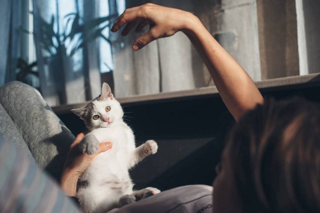 7 beneficios de tener a un gato como mascota