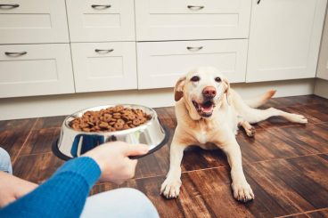 Cómo ahorrar en la alimentación de tu mascota sin comprometer la calidad