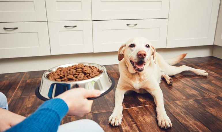 Cómo ahorrar en la alimentación de tu mascota sin comprometer la calidad