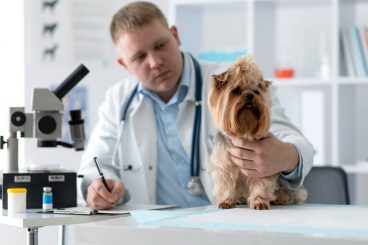 Distemper canino: conociendo esta enfermedad mortal