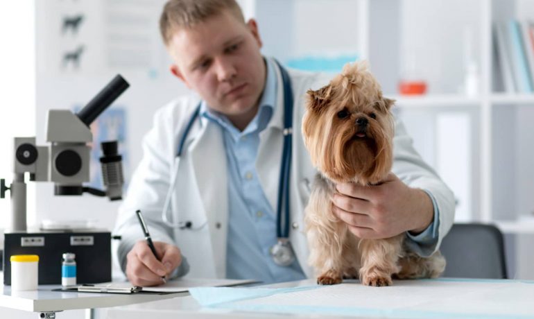 Distemper canino: conociendo esta enfermedad mortal