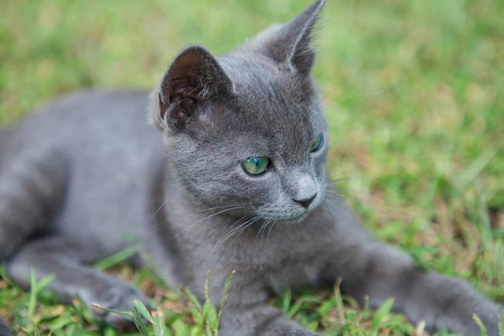 Gato azul ruso es uno de los gatos más famosos