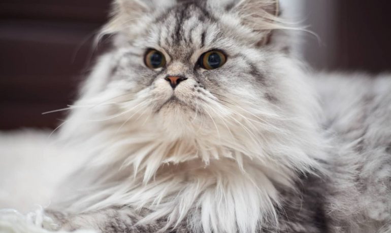 Gatos más populares: ¡estas son las razas más conocidas!