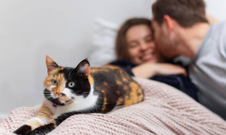 Mi pareja es alérgica a mi gato: ¿qué puedo hacer?