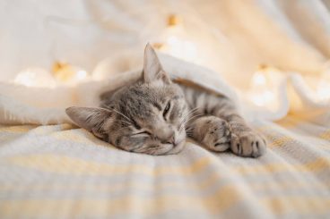 ¿Por qué los gatos duermen con un ojo abierto?