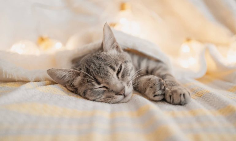 ¿Por qué los gatos duermen con un ojo abierto?