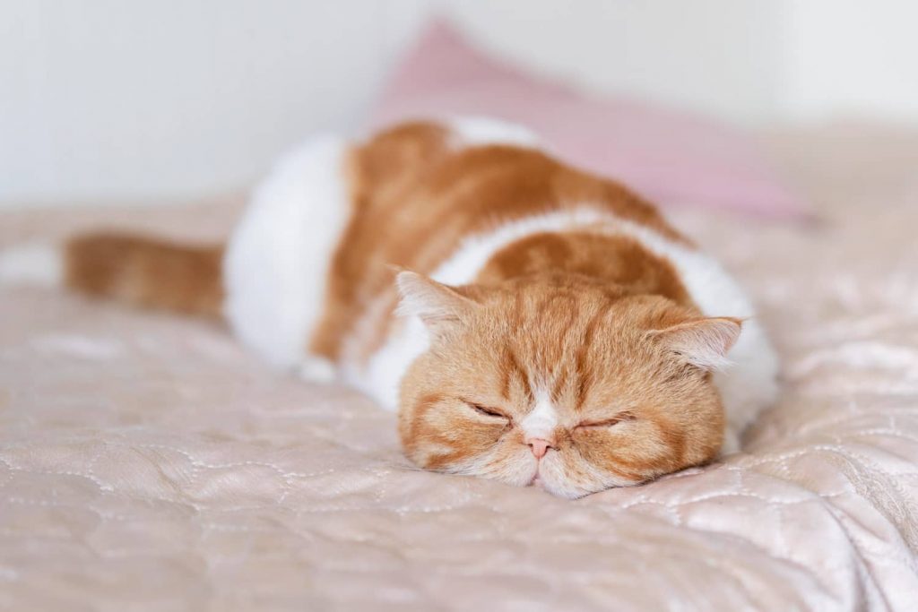 Razones por qué los gatos duermen con un ojo abierto