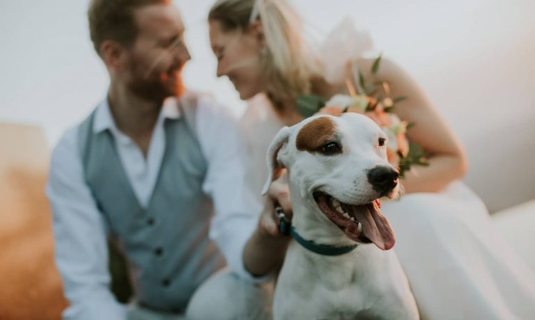 Boda pet friendly: celebrando el amor junto a tu mascota