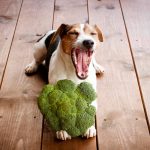 Importancia de la vitamina E en la alimentación de las mascotas
