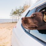 ¿Por qué mi perro babea en el coche?