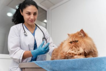 Razas de gatos más propensas a sufrir cálculos renales