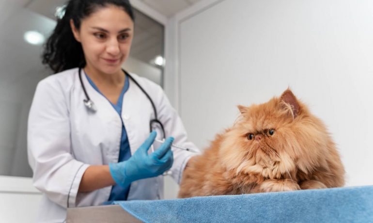 Razas de gatos más propensas a sufrir cálculos renales