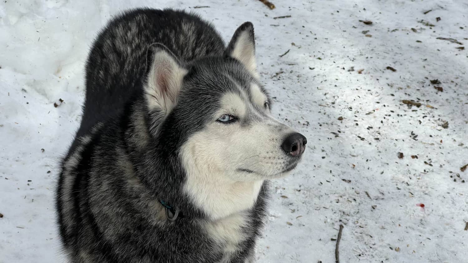 Perros que se parecen a otros animales
