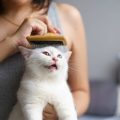 Cepillado húmedo para gatos
