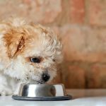 Espinacas para perros: ¿son buenas para ellos?