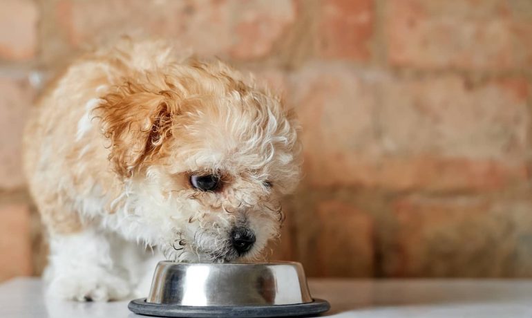 Espinacas para perros: ¿son buenas para ellos?