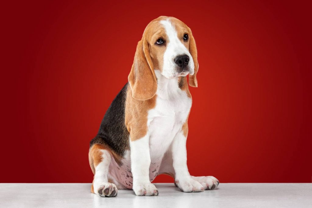 El beagle es una de las razas de perros más desobedientes