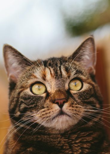 alimentos_gato