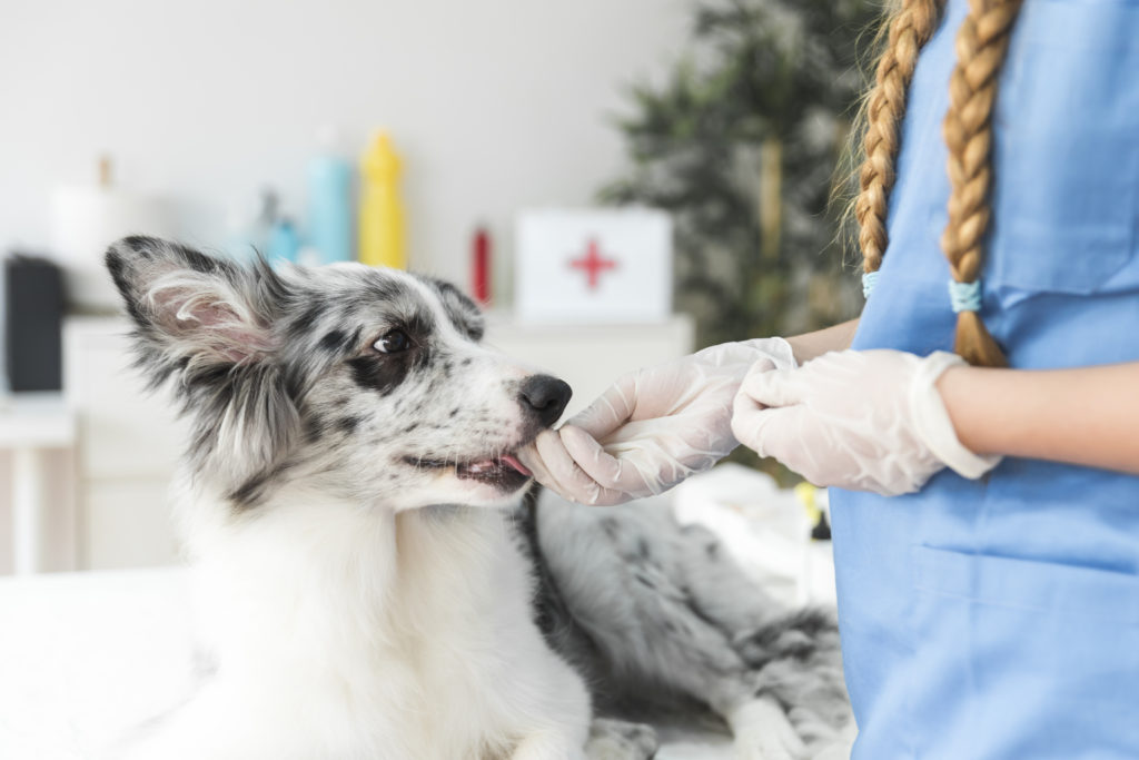 Conseguir más clientes en tu clínica veterinaria