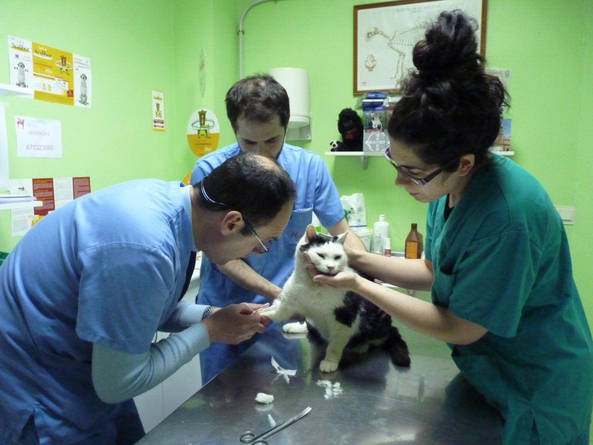 Consejos para aplicar en tu clínica veterinaria