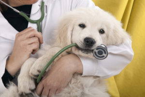 Consejos para gestionar las redes sociales de una clínica veterinaria