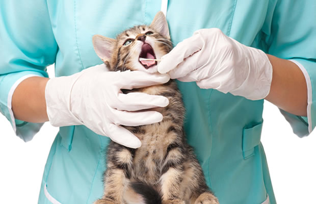 Argumentario comercial de tu clínica veterinaria