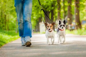 Herramientas para gestionar las redes sociales de tu Clínica Veterinaria