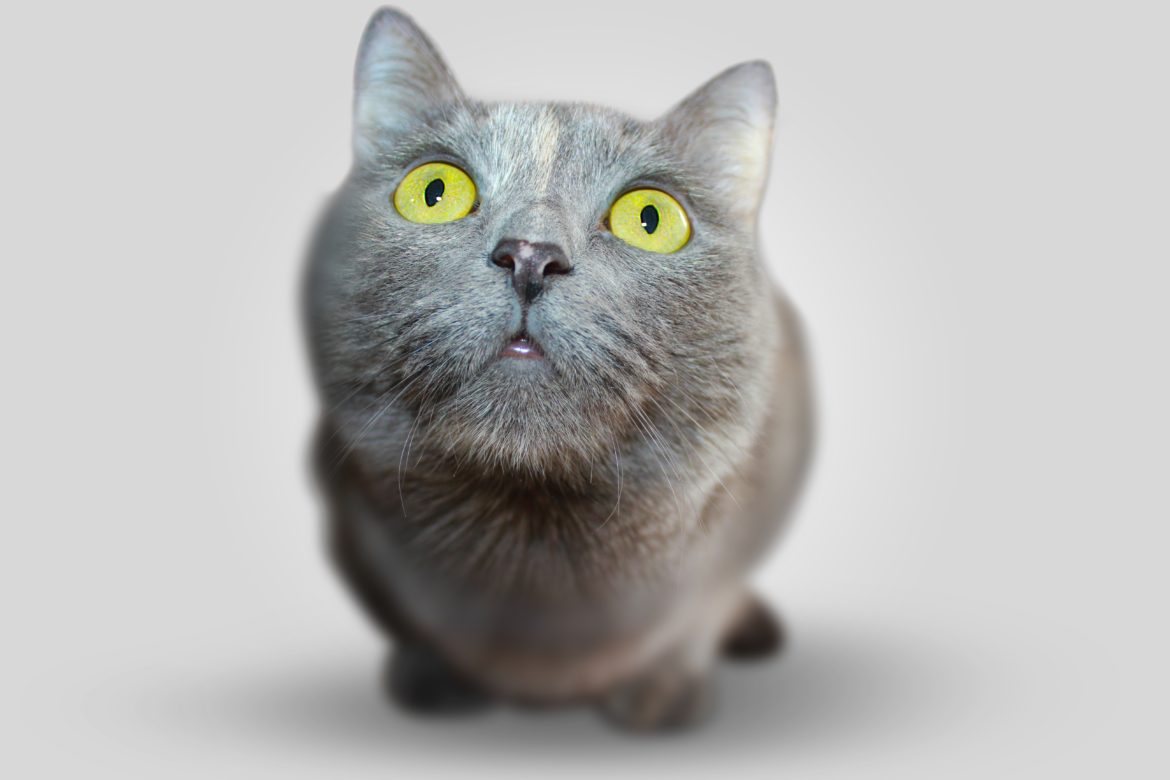 Consejos para dar malas noticias en tu centro veterinario Consejos para dar malas noticias en tu centro veterinario