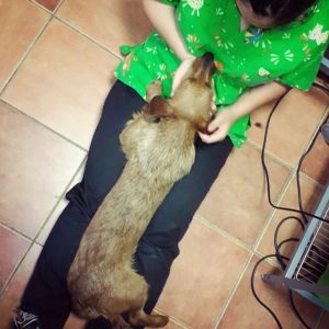 Vetermascotas