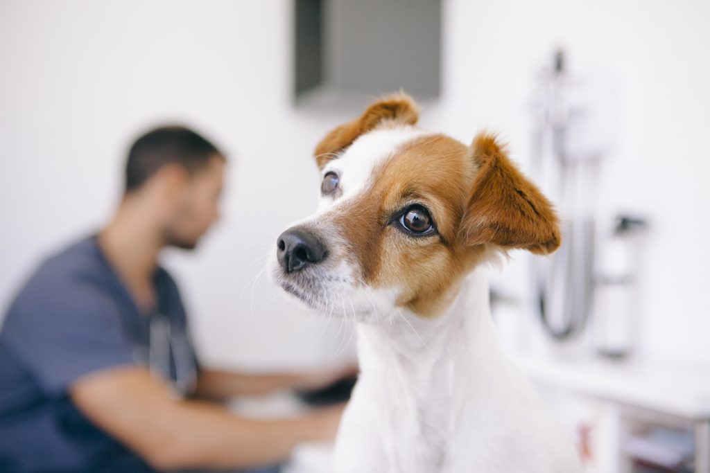 tips para frenar una review negativa de tu centro veterinario