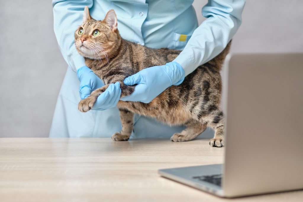 beneficios de la reserva de citas online en tu veterinaria
